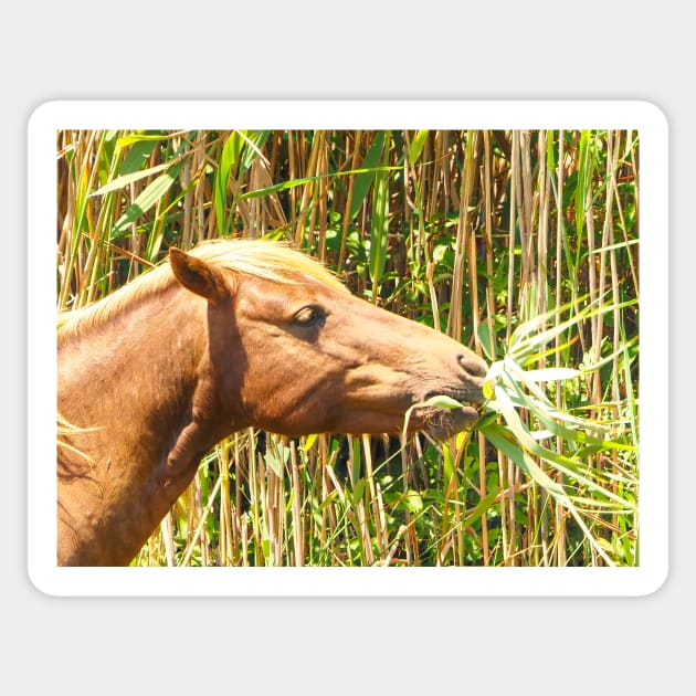 Assateague Pony Enjoying a Marsh Grass Lunch Sticker by Swartwout